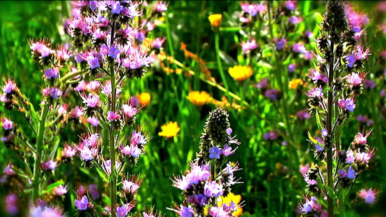 reserva da biosfera transfronteiriza gerês xurés
