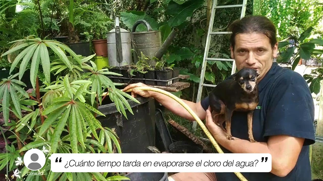 agua de lluvia no quita riego