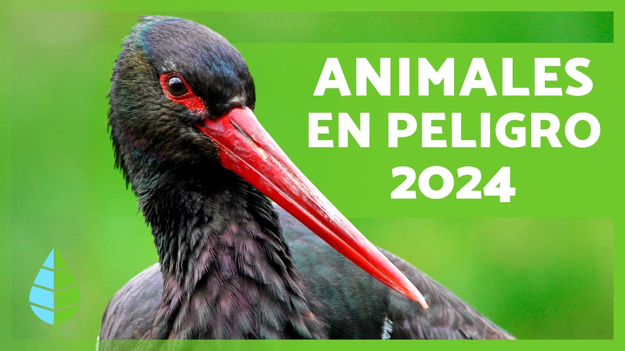 animales en peligro de extincion mallorca