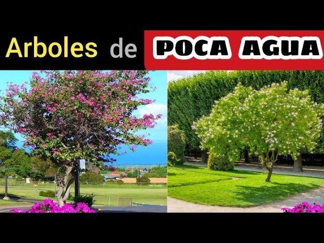 arboles que no necesitan agua