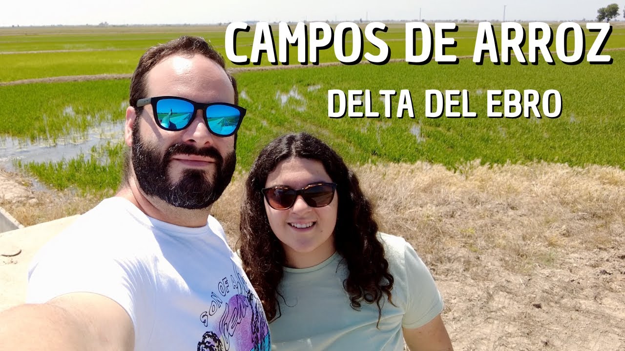 campos de arroz delta del ebro