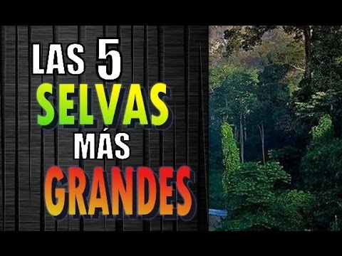 cuál es la selva más grande