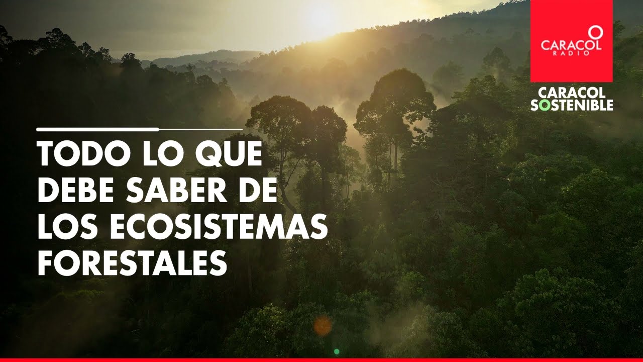 dia de los bosques tropicales