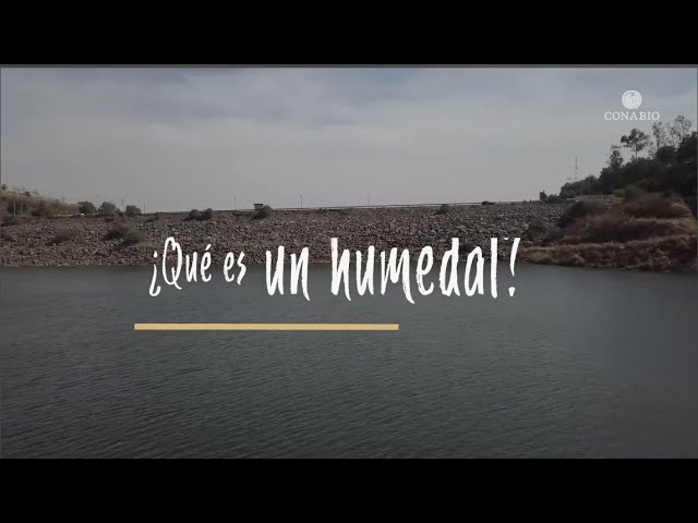 diferencia entre humedal y pantano