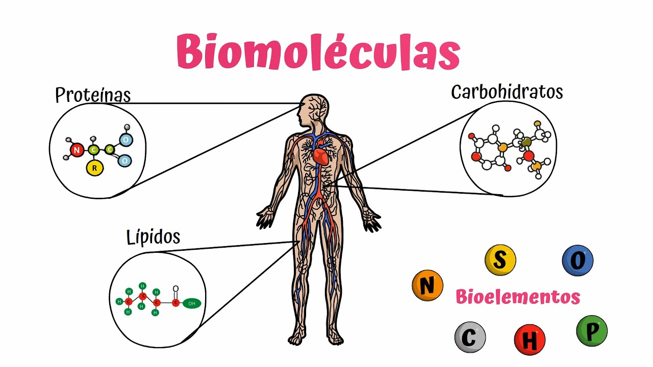 diferencia entre molecula y biomolecula