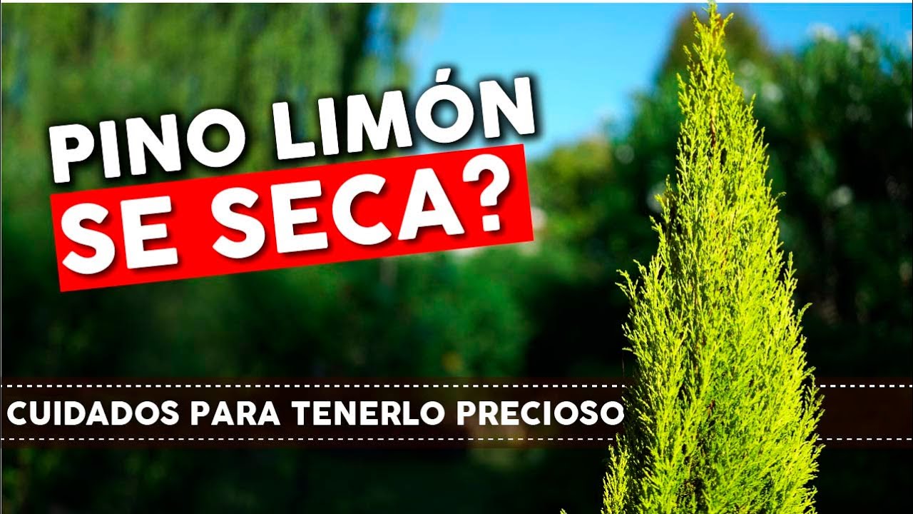 el pino necesita mucha agua
