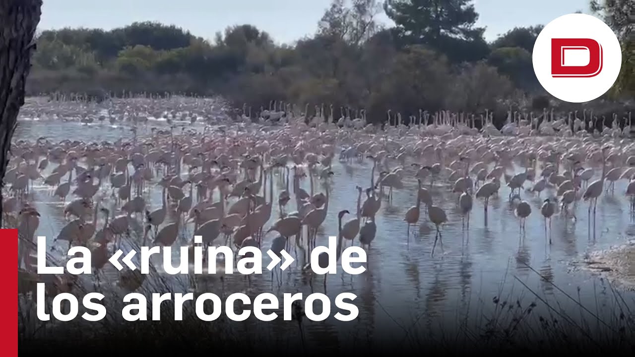 flamencos en la albufera de valencia
