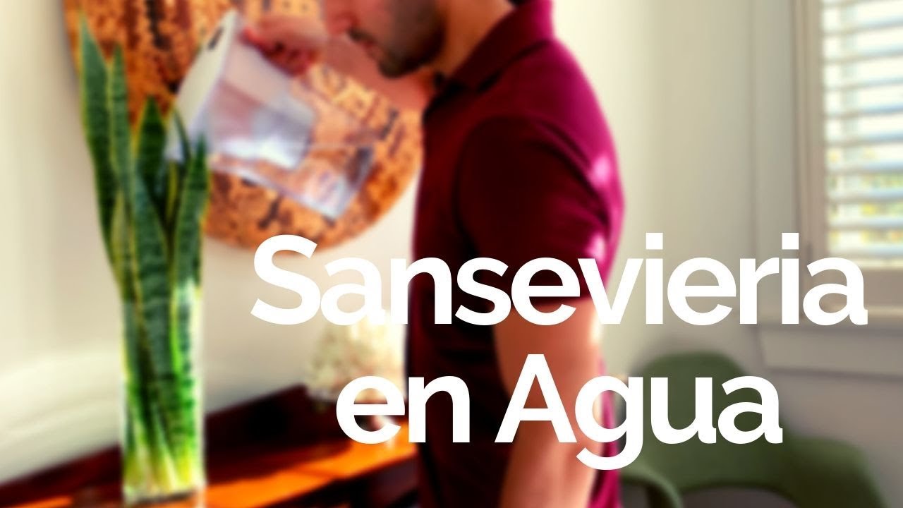 lengua de suegra en agua