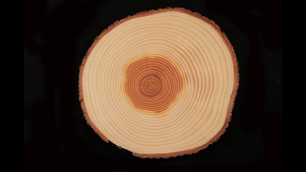 partes del tronco del árbol