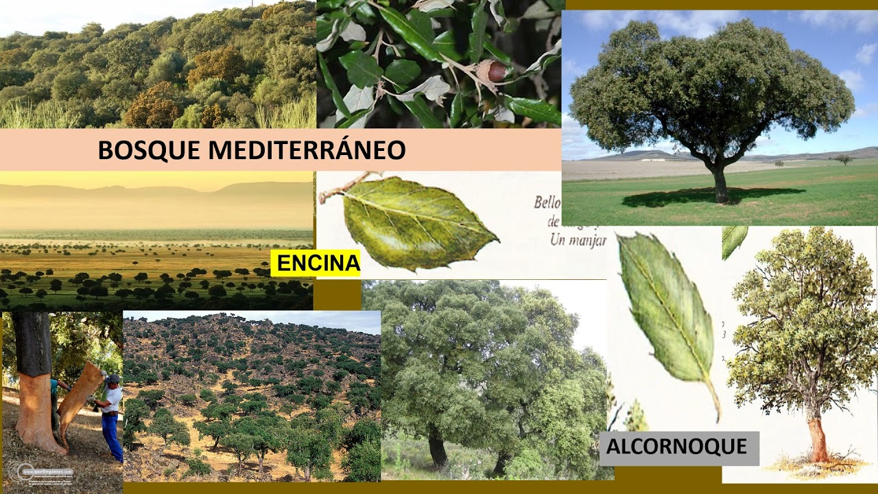 que tres biomas hay en españa