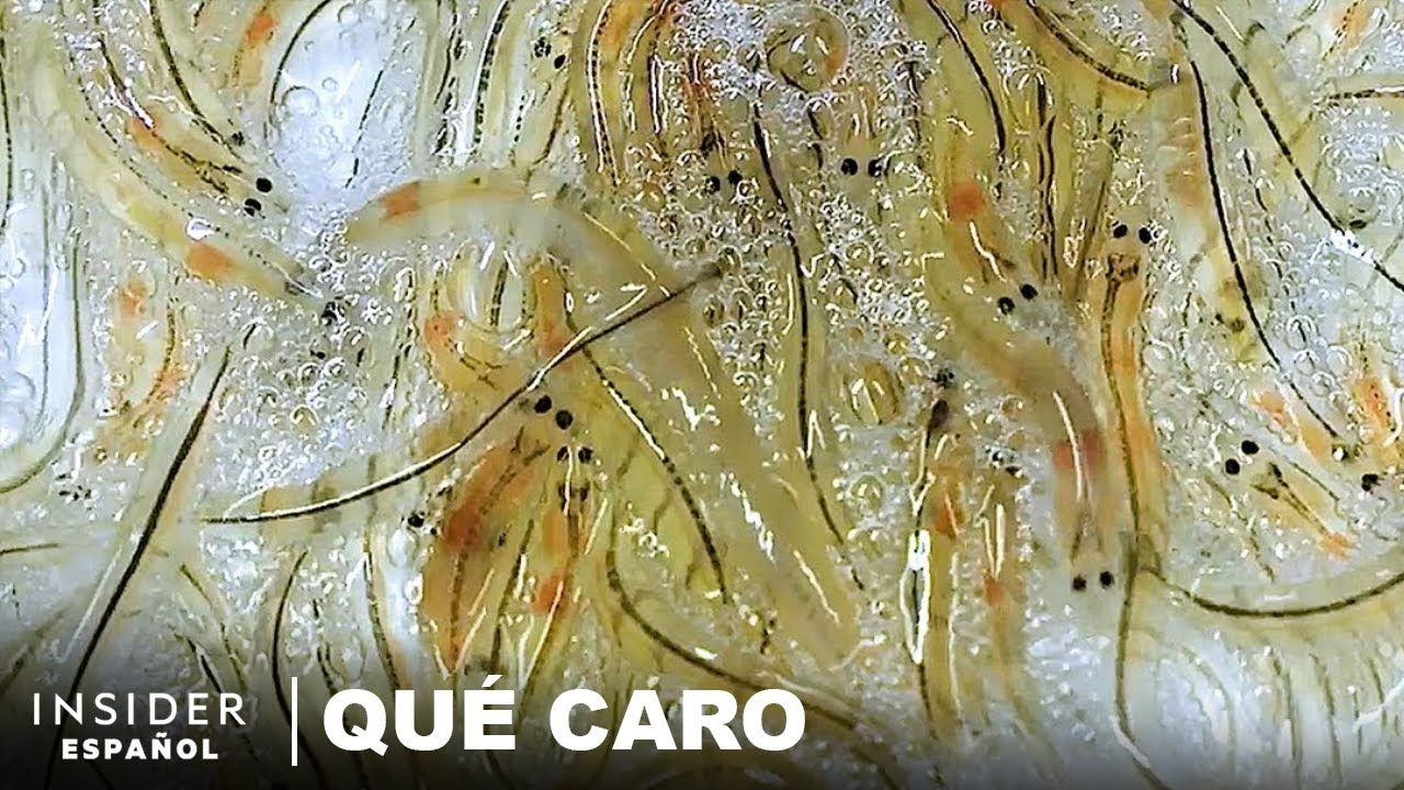 angulas vivas en el mar