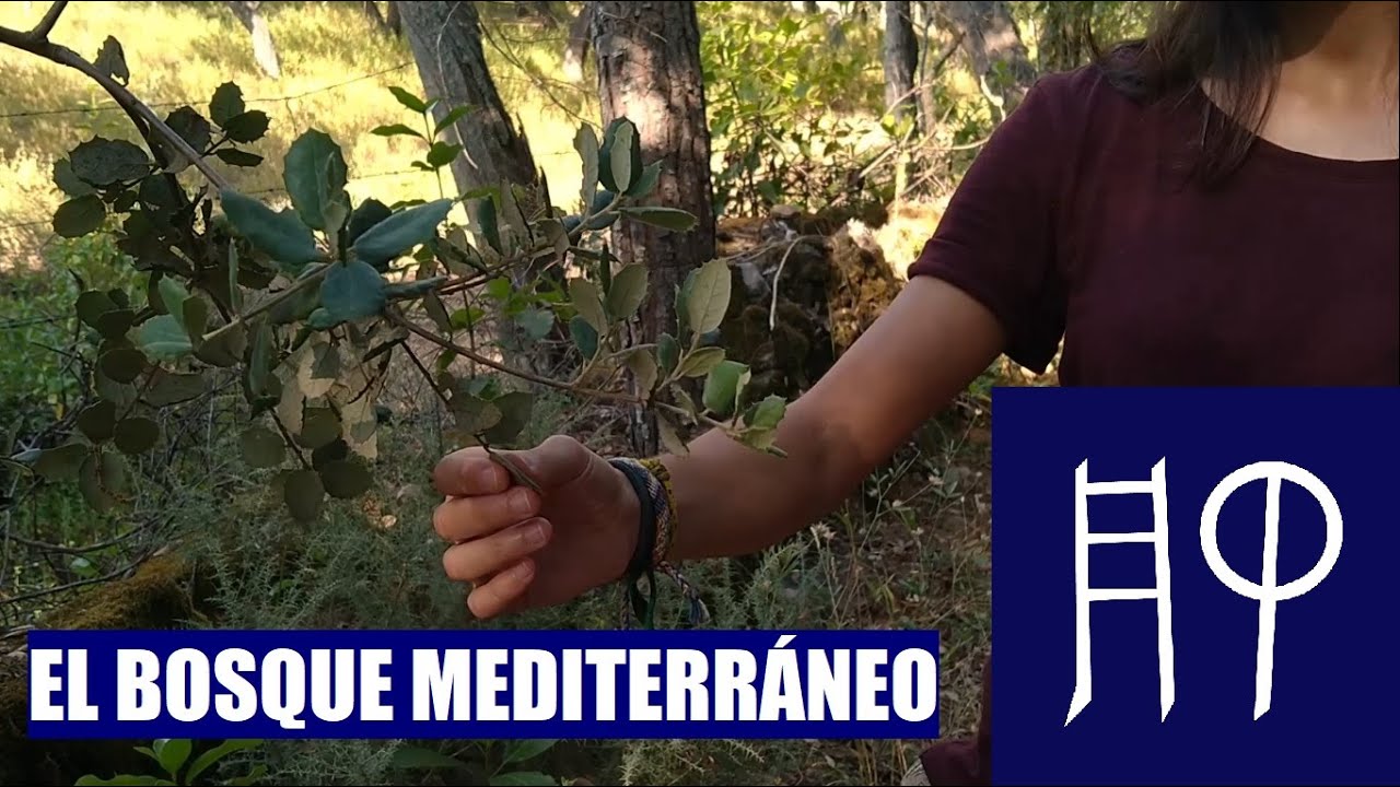 bosque mediterraneo flora y fauna