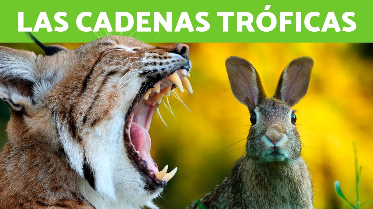 cadena trofica de la sabana