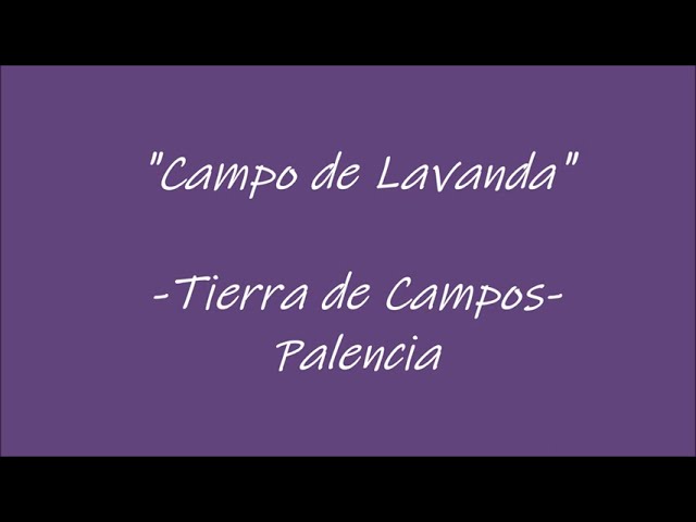 campos de lavanda en palencia