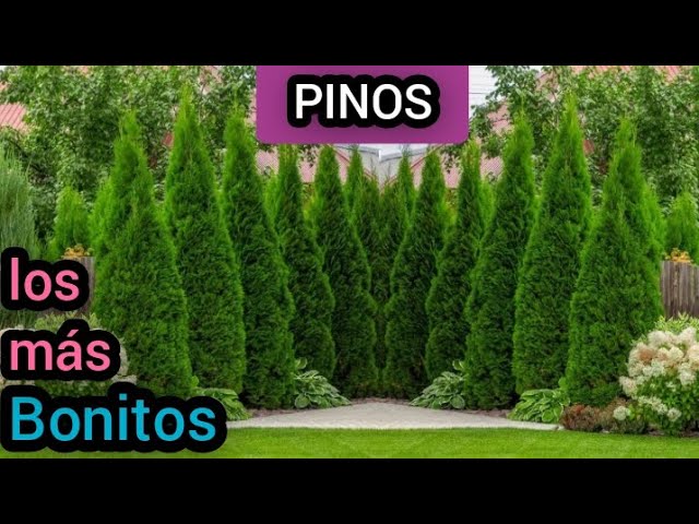 cuantas especies de pinos hay en el mundo