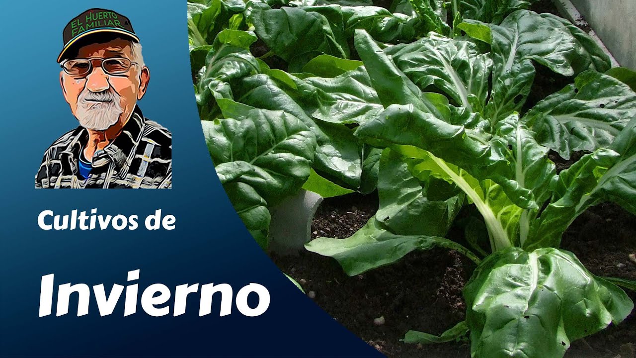 cultivos de invierno en asturias