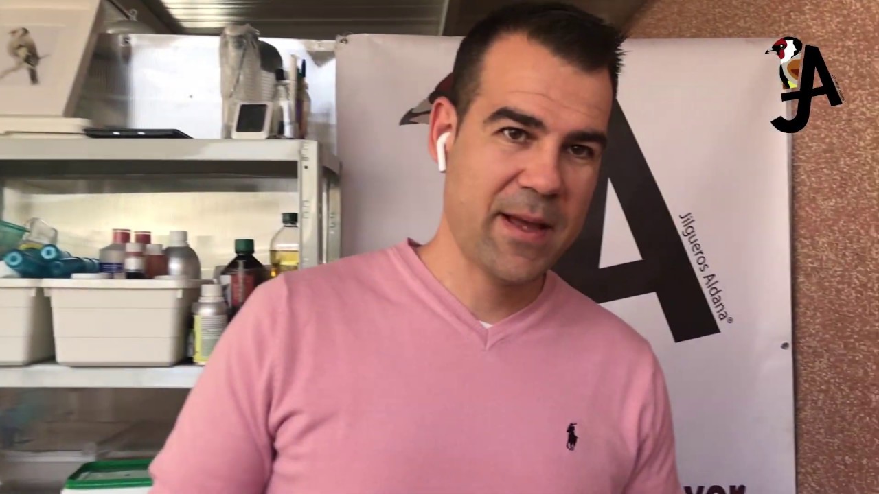 de que se alimentan los jilgueros