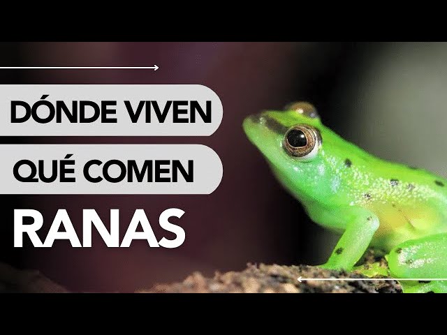 en donde viven las ranas