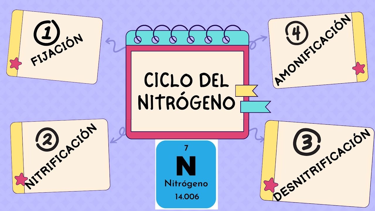 explicar el ciclo del nitrógeno