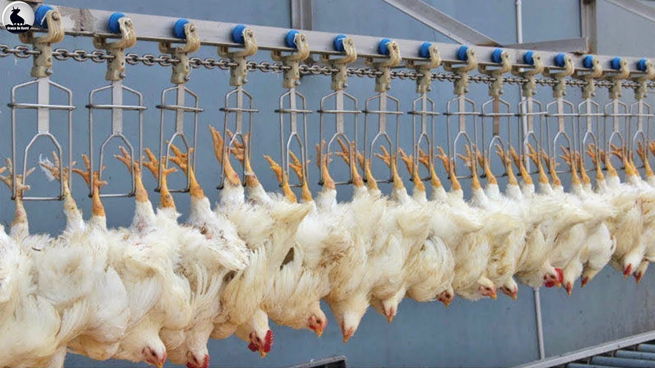 fabrica de pollos pedro abad