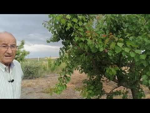 frecuencia riego por goteo frutales