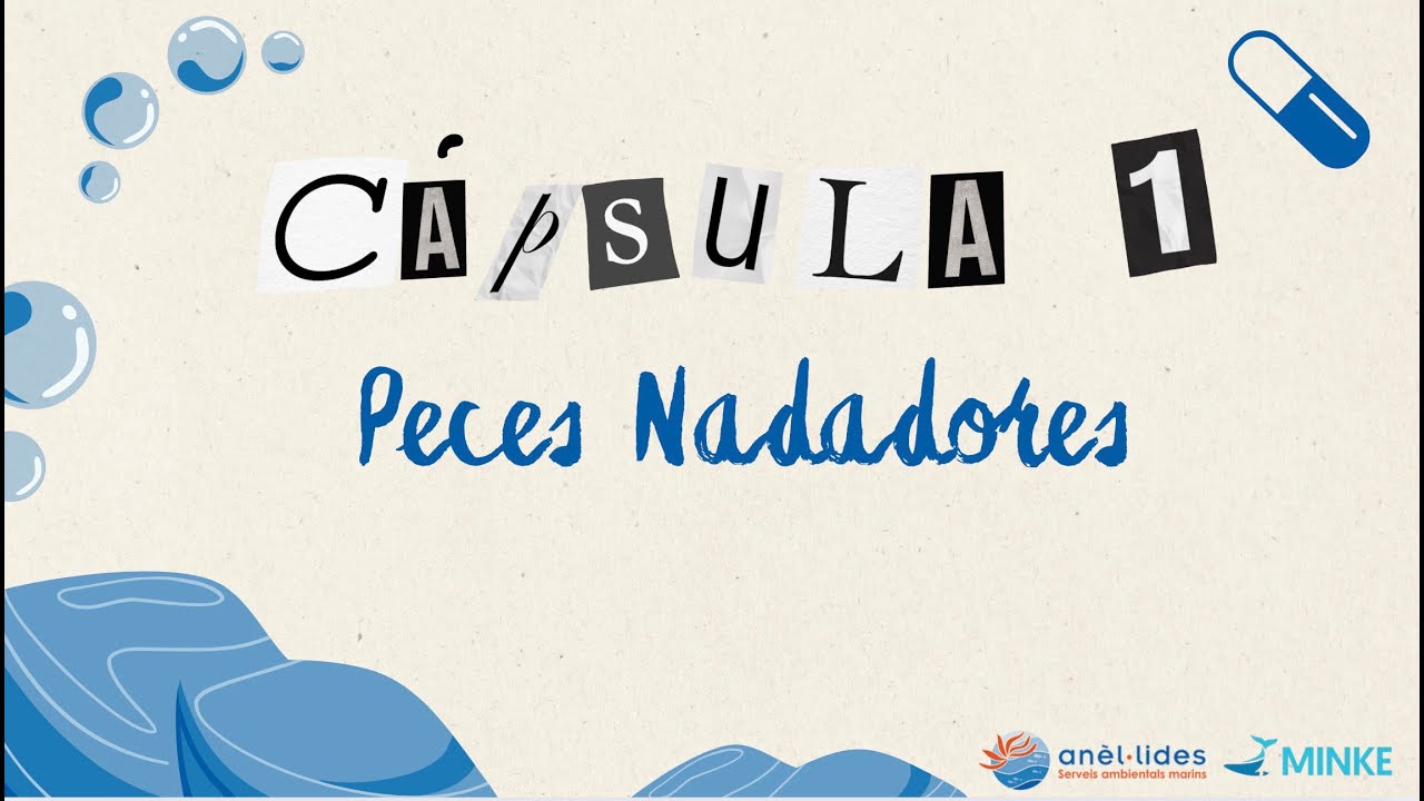 gran afluencia de peces en la costa