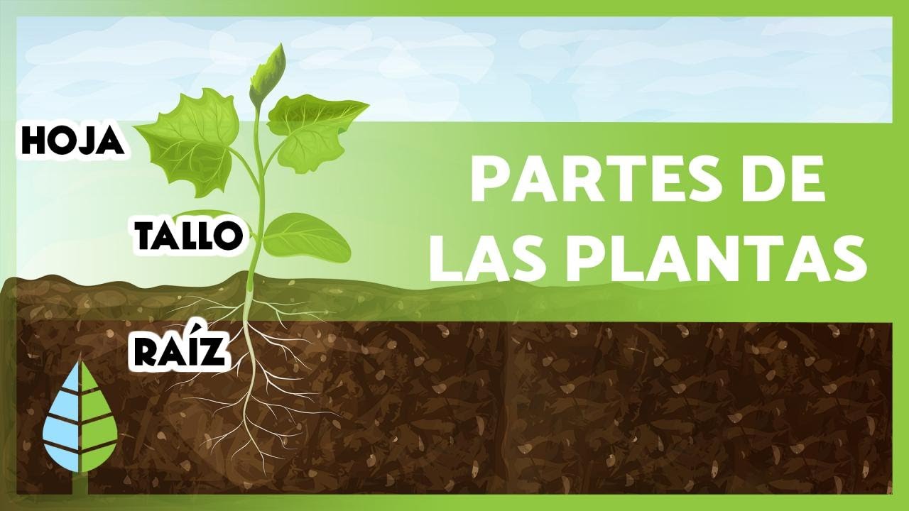 la función de las plantas