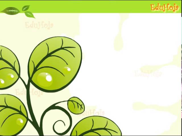 la transpiracion de las plantas