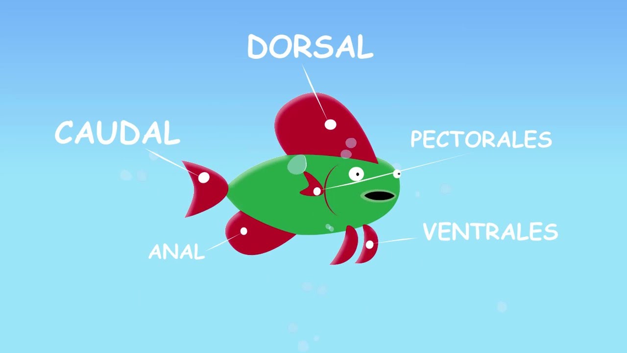 partes del cuerpo de un pez
