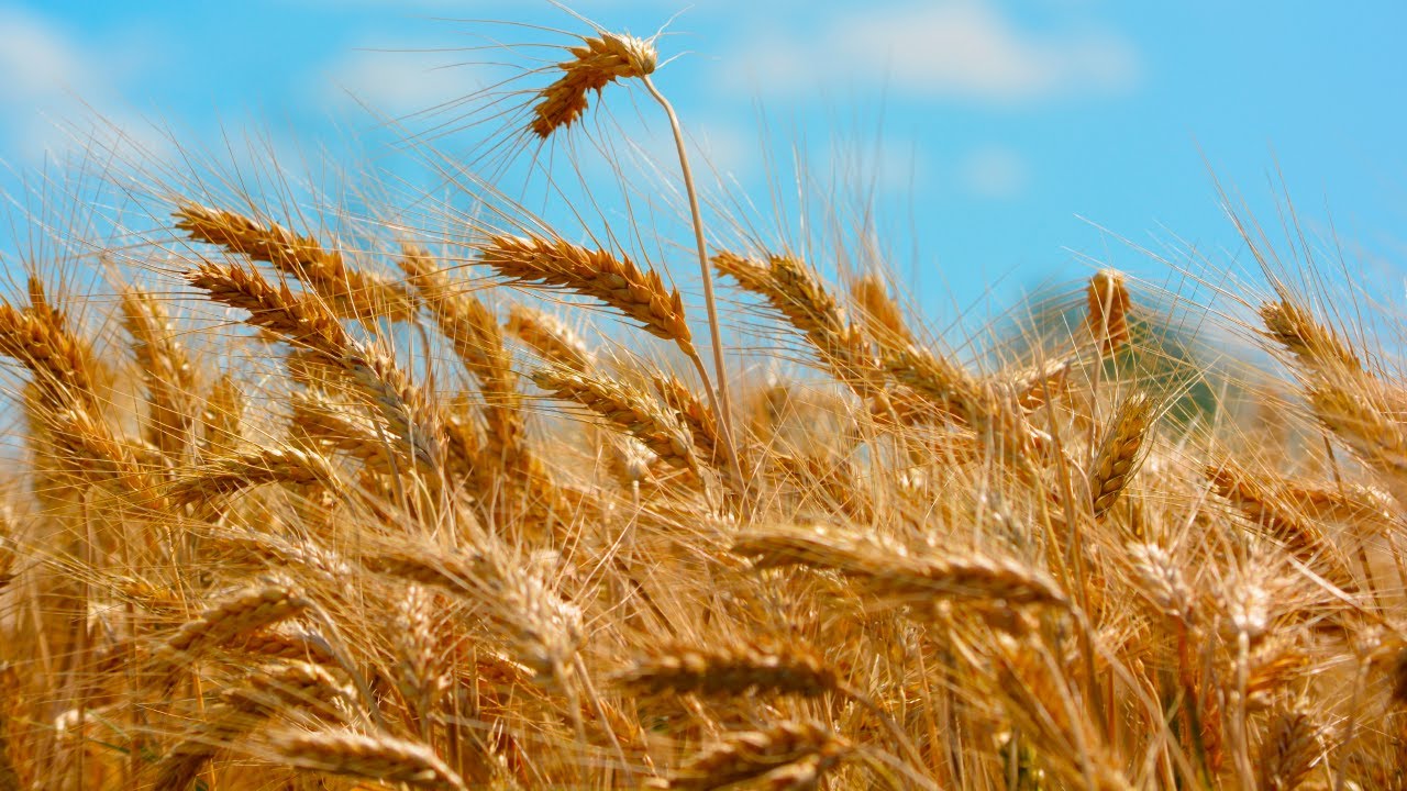 proceso de cultivo del trigo esquema