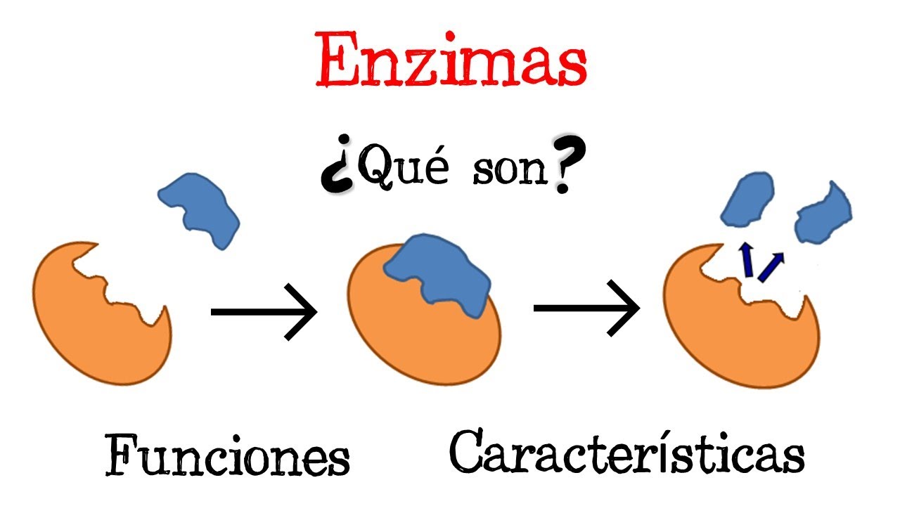 procesos enzimaticos en los seres vivos