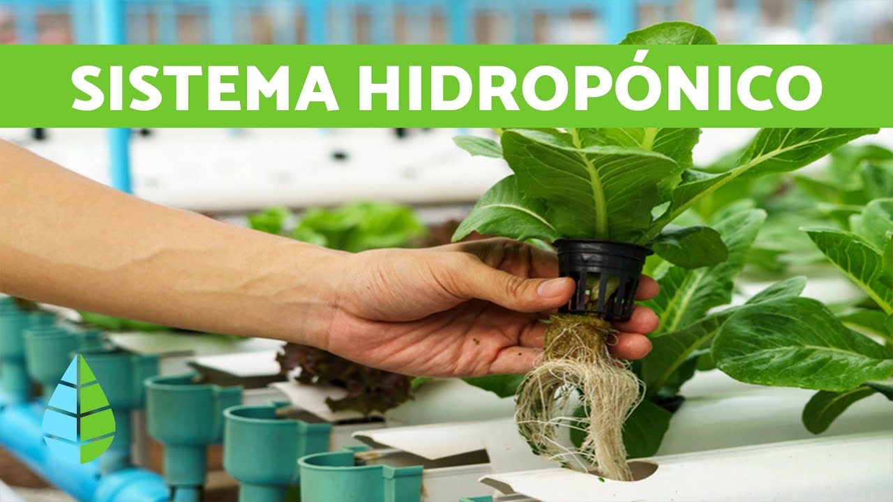 que es un cultivo hidropónico