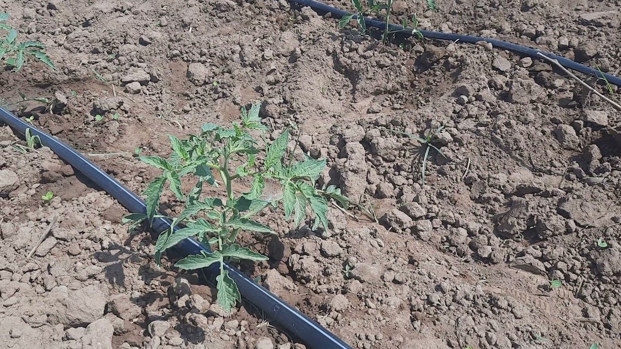 riego por goteo en tomates