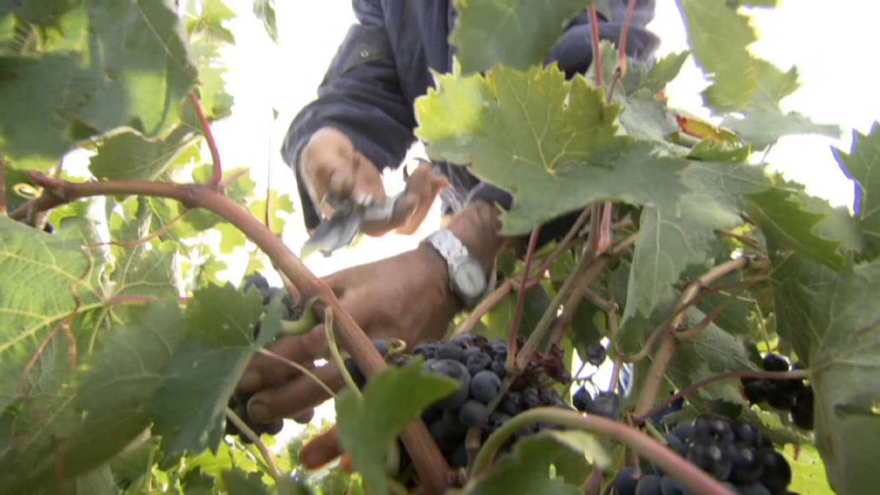 agricultura en castilla la mancha