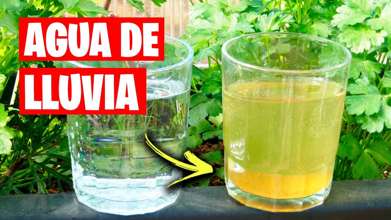 agua de lluvia para las plantas