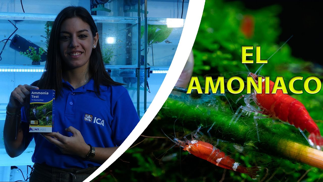 amonio en agua de consumo
