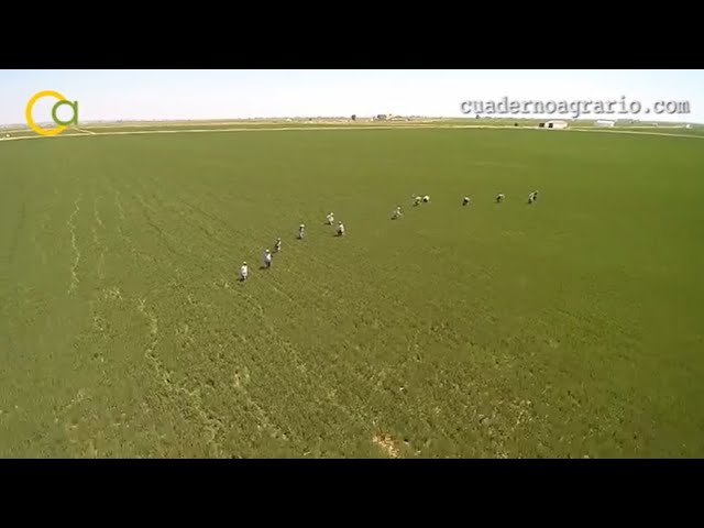 ayudas agroambientales junta de andalucia