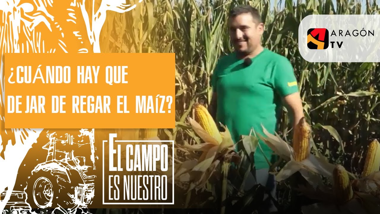 cuando dejar de regar el maiz