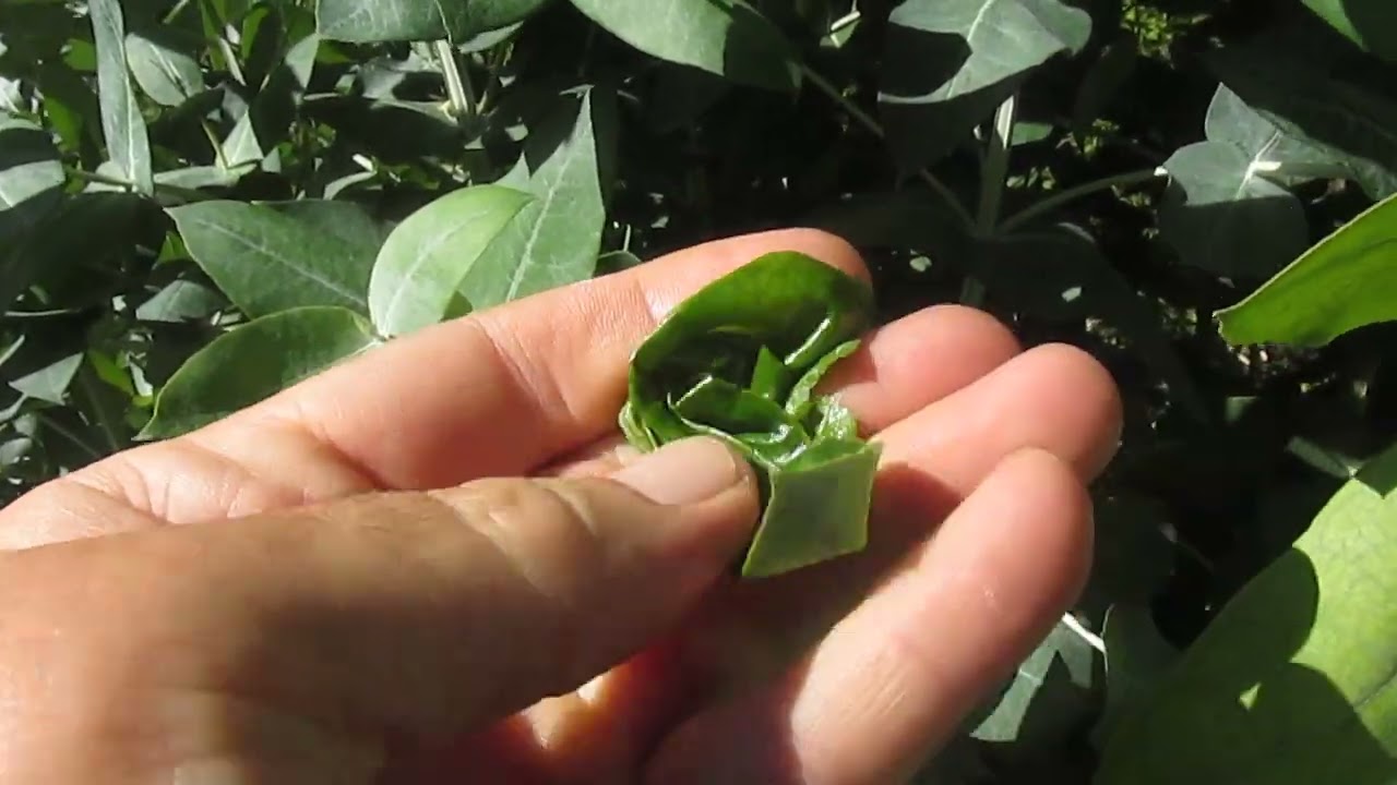 cuantas especies de eucaliptos hay