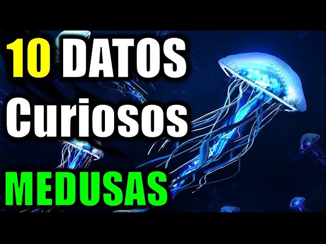 cuanto vive una medusa fuera del agua