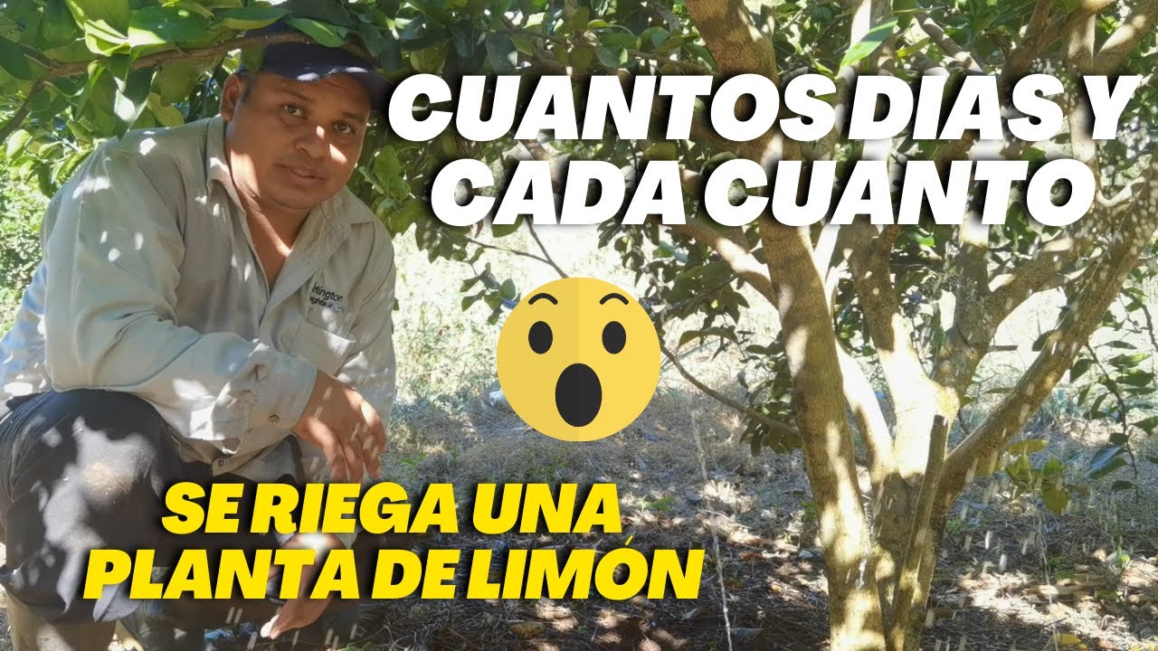 cuantos litros de agua necesita un naranjo al día