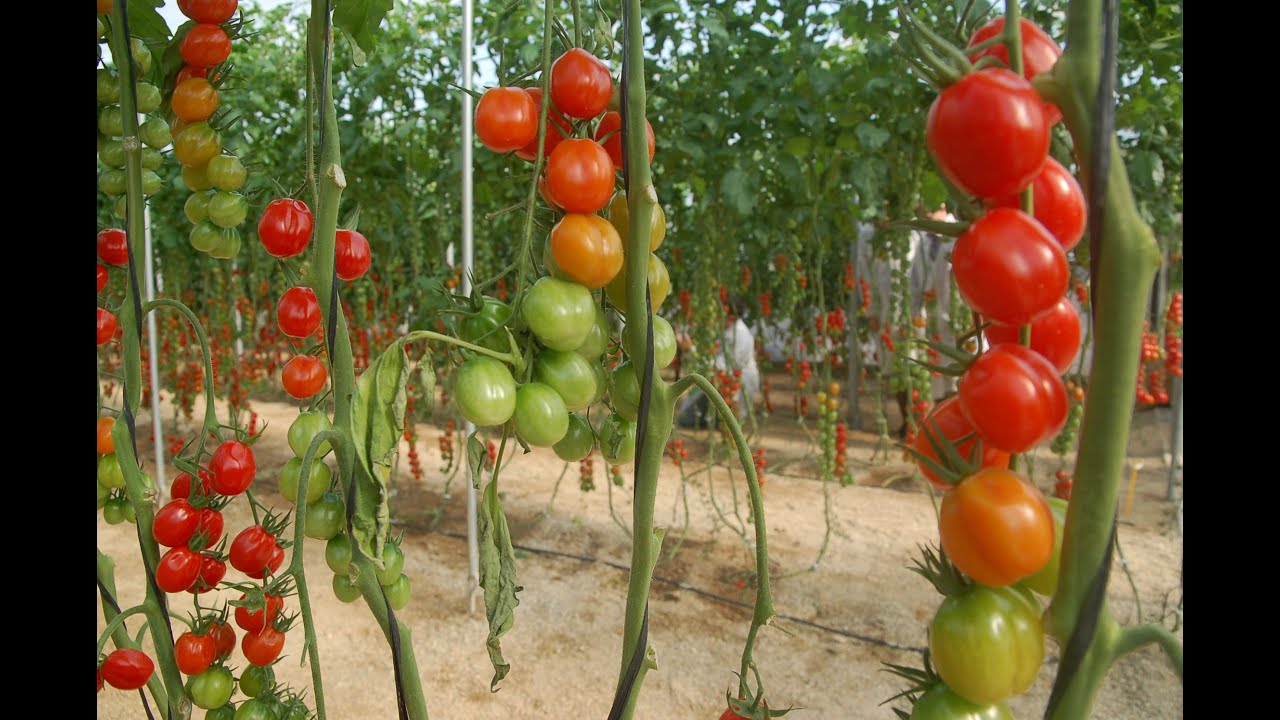 cultivo del tomate en invernadero