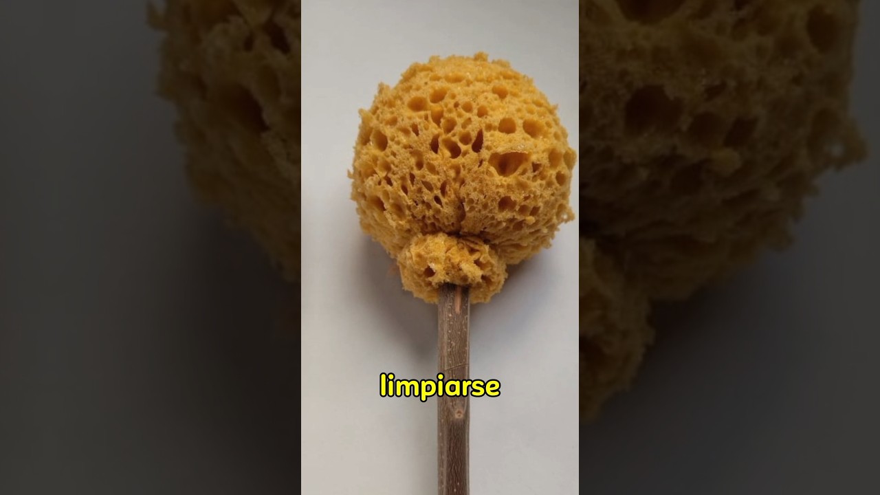 donde ir al baño en roma