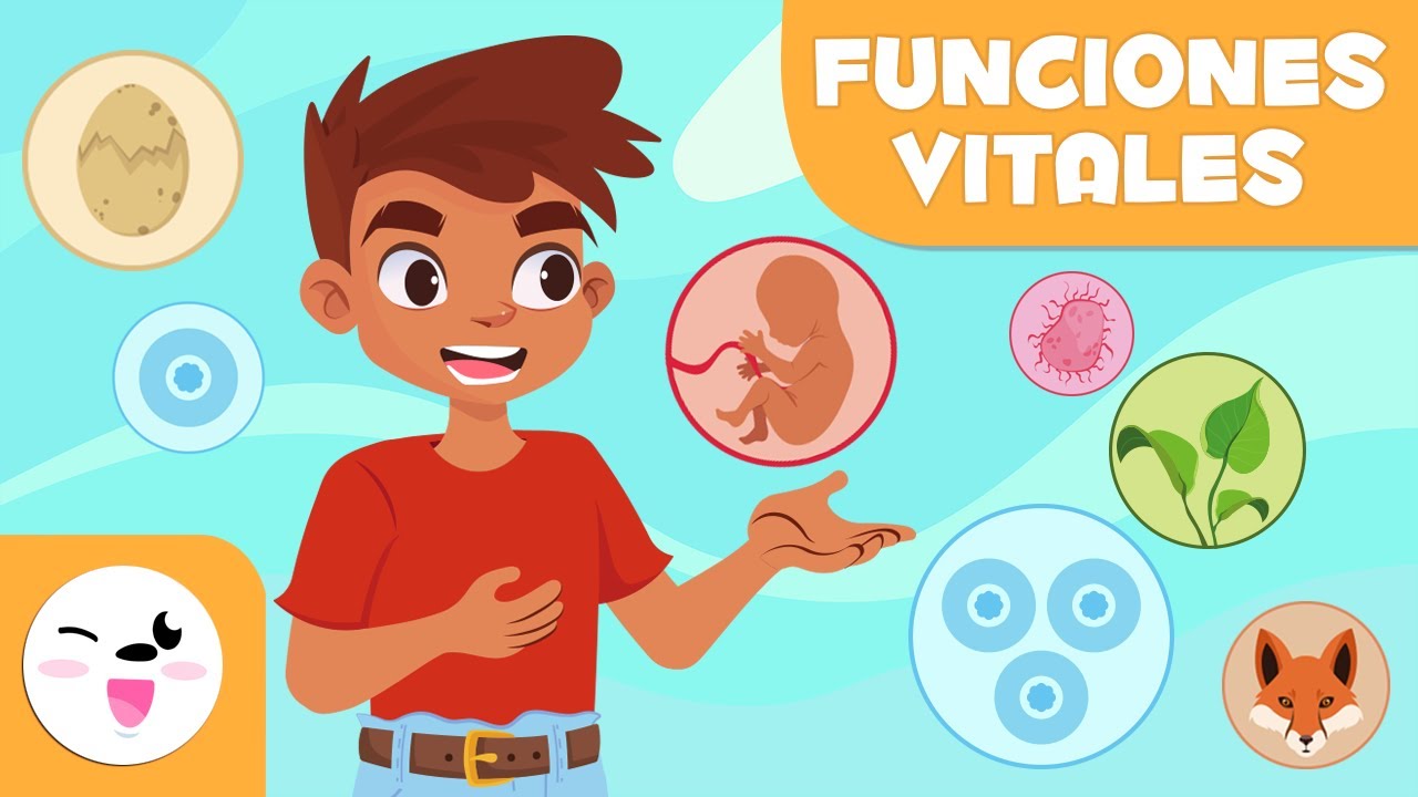 funciones vitales del ser humano primaria