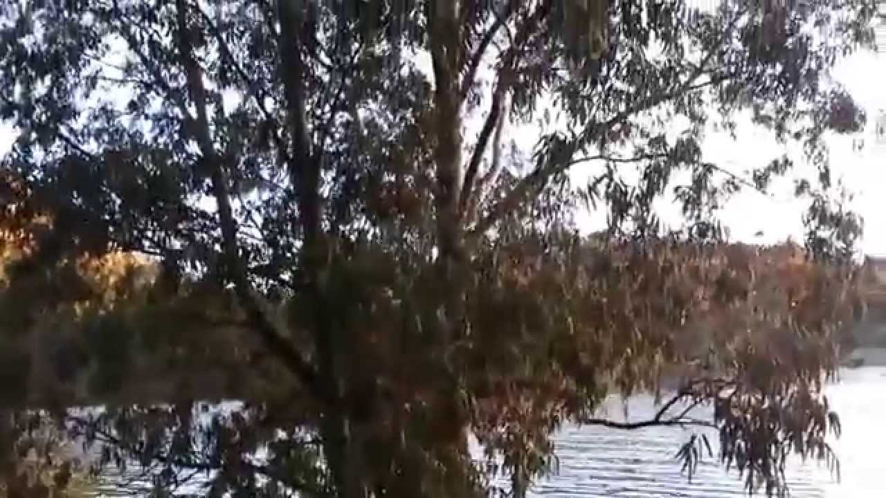 pantano del chorro capacidad actual