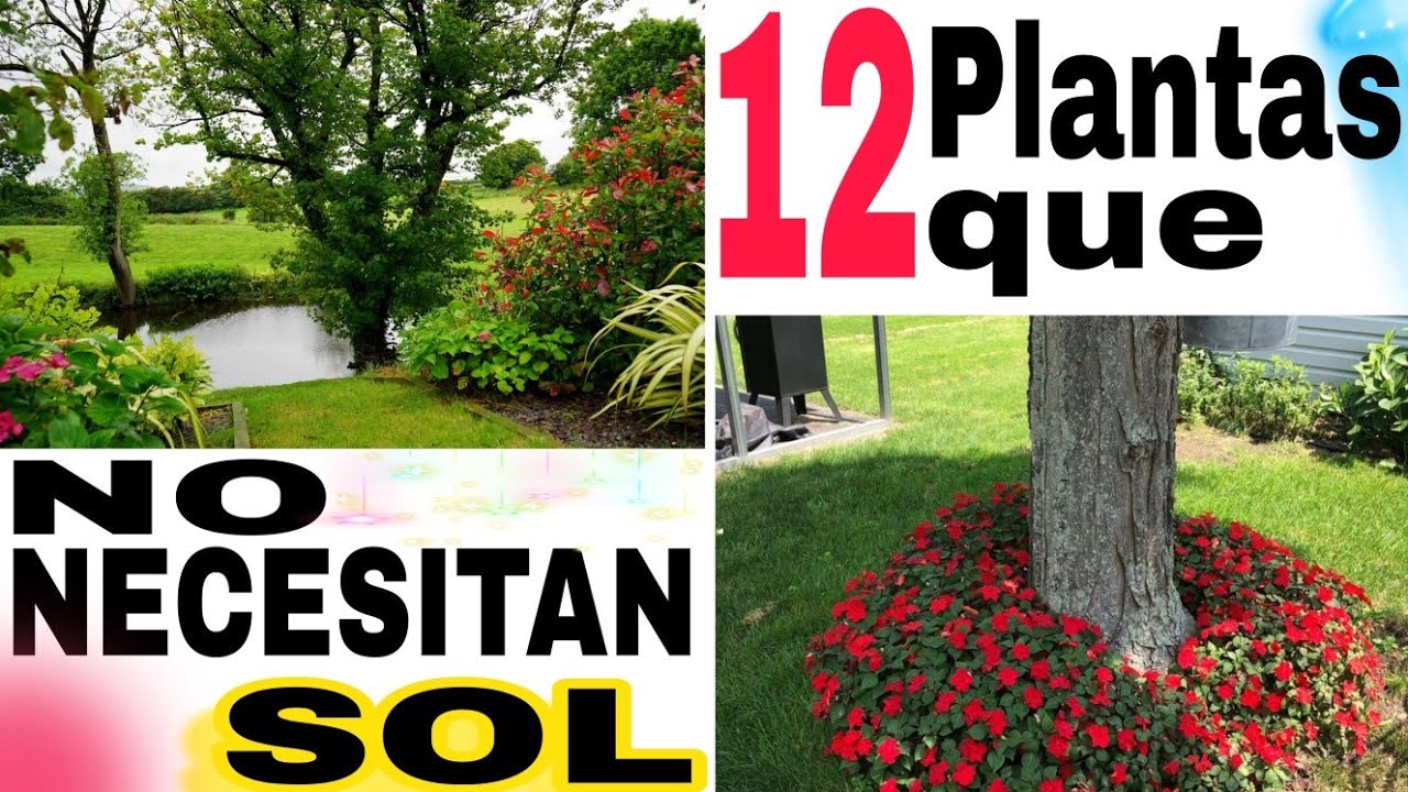 arboles que no necesitan sol