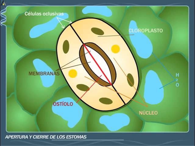 cierre y apertura de estomas