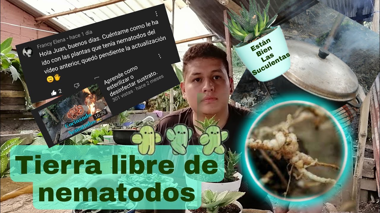 como desinfectar la tierra de hongos