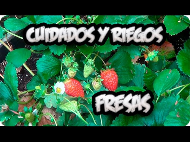 cuanta agua necesitan las fresas