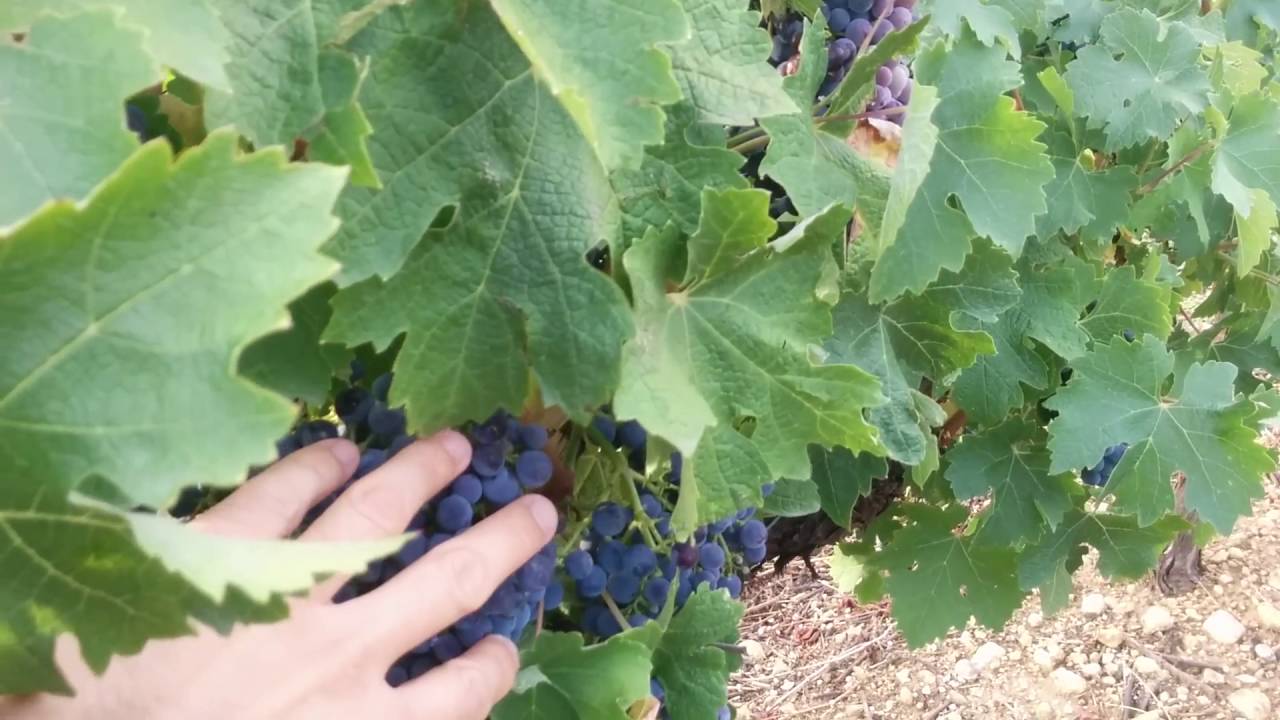 cuanta agua tiene la uva